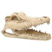 Dekorace REPTI PLANET Krokodýlí lebka 13,8 cm 